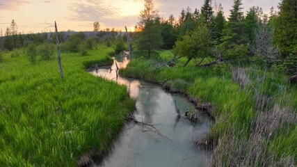 Wall Mural - aerial drone view of a winding stream cutting through lush green marshland and forest at sunset.