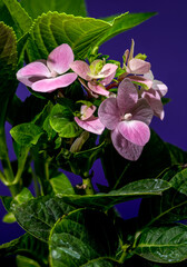 Wall Mural - Pink Hydrangea with Leaves on a Purple Background