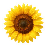 Yellow sunflower with vibrant hue