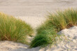 © Sarawut - White sand beach along the North sea coast, European marram grass (beach grass) on the dune or dike, Ammophila arenaria is a species of grass in the family Poaceae, North Holland province, Netherlands
