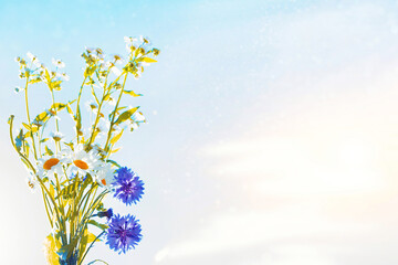 Wall Mural - chamomile, cornflower. White bright daisy flowers on a background of the summer landscape.