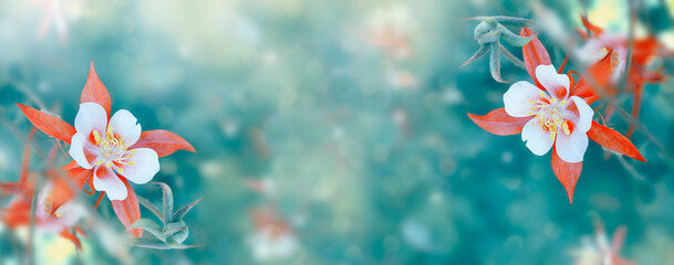 Wall Mural - Landscape. Pink flower. flowers in green meadow. Beautiful blooming aquilegia.