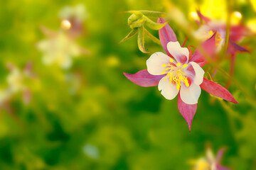 Wall Mural - Pink flower. flowers in green meadow. Beautiful blooming aquilegia.