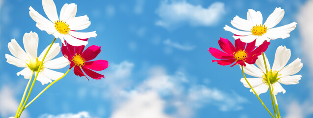 Wall Mural - White and purple cosmos flowers. Blue sky with clouds. landscape.