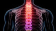© Navaporn - Image depicts detailed anatomical representation of human spine, showcasing vertebrae and surrounding structures vibrant color scheme