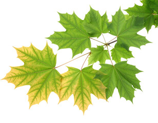 maple leaf branch: a vibrant green maple leaf branch gracefully extends, displaying its characterist