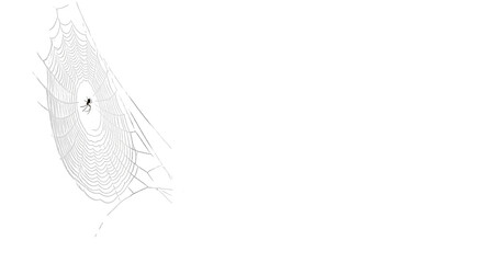 Black and white close up of intricate spider web on black background