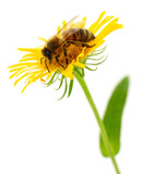 Bee on yellow flower isolated on white background
