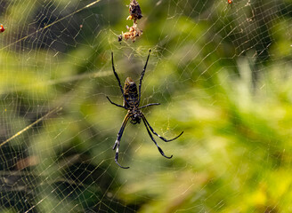 Giant Orb weaver spider Philippines 2025 