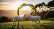 © Maxime - Mariage d'un couple de moutons au coucher du soleil