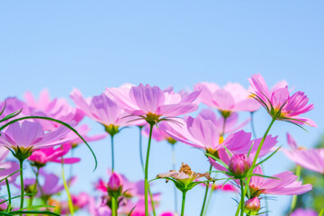 Wall Mural - Beautiful pink cosmos flowers blooming in garden,spring season.
