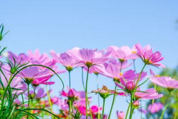 Wall Mural - Beautiful pink cosmos flowers blooming in garden,spring season.