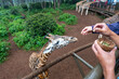 © Eli - A giraffe being hand fed by tourists at the Nairobi Giraffe Centre in Kenya.