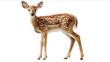 © kairel - A whitetailed deer fawn standing on a white background photorealistic in style