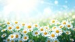 © ABU - Field of white daisies blooming in bright sunlight with a soft blue sky
