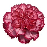 Red Carnation Flower Botanical Art
