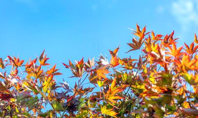 Wall Mural - red leaf of a japanese maple tree iunder blue sky with empty space at the top