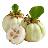 Harvesting fresh garcinia cambogia fruits tropical farm food photography natural setting close-up view healthy living