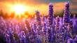 © ek - Lavender Field Under Sunset Light with Beautiful Colorful Sky