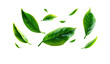 © Batagor - Vibrant green tea leaves in motion against a black backdrop