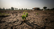 © Tech - Hope springs eternal: resilient plant growing in cracked dry earth representing climate change, drought impact, and environmental challenges amid global warming crisis