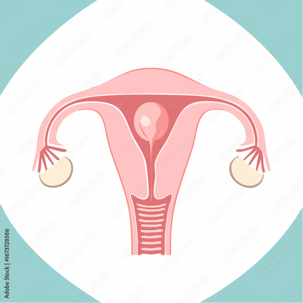 Human Female Reproductive System Uterus, Fallopian Tubes, and Ovaries ...