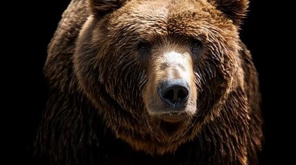 Wall Mural - brown bear emerging from a black background, creating a dramatic and captivating portrait