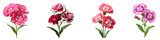 Sweet william flower illustration isolated on white background.