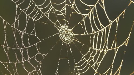 Closeup of a glistening spiderweb with dew drops with natures intricate artistry.