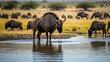 © Rezaul - wildebeest in the water