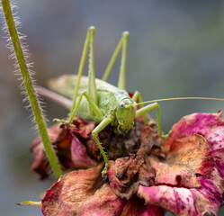 Wall Mural - A green grasshopper is on a flower