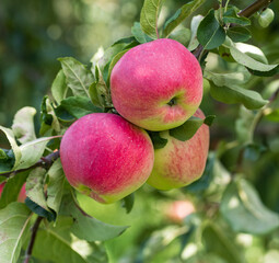 Wall Mural - Three apples hanging from a tree
