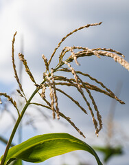 Wall Mural - A stalk of corn with a green leaf and brown tips