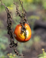Wall Mural - A tomato is hanging from a plant