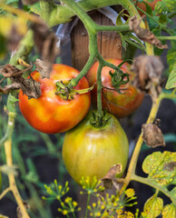 Wall Mural - Three tomatoes are hanging from a plant