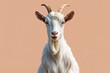 © StreamPixel - A white goat with impressive horns and a distinguished beard looks directly at the camera with a calm and curious expression.