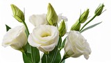 elegant bouquet of four creamy white lisianthus flowers with green stems and buds background removed