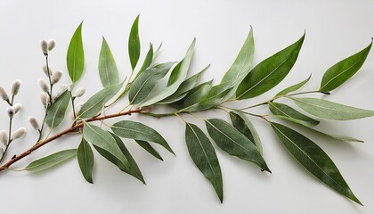 a beautiful willow branch adorned with delicate green leaves perfect for nature themed designs and botanical illustrations