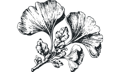 ginkgo biloba tree branch with fan-shaped leaves in ink style. vector hand drawn illustration