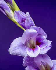 Wall Mural - Violet gladiolus flower with water droplets on deep purple