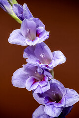 Wall Mural - Purple gladiolus flowers with water drops on brown