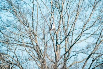 Wall Mural - buzzard bird sitting in tree 