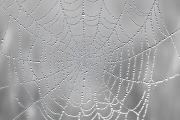 A spiderweb glistening with morning dew, creating a mesmerizing, intricate pattern of tiny beads.