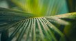 © icemanphotos - Rainy palm leaf macro closeup, tropical green plant, nature background, fresh water drops, exotic foliage, abstract texture, summer botanical design, beautiful artistic natural detail