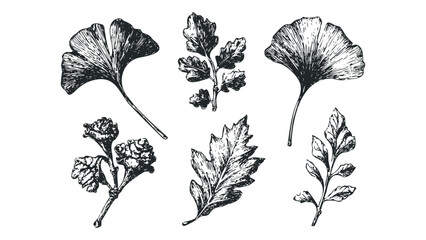 Wall Mural - Engraved Ginkgo and Oak Leaf Collection Transparent. Vector hand drawn illustration