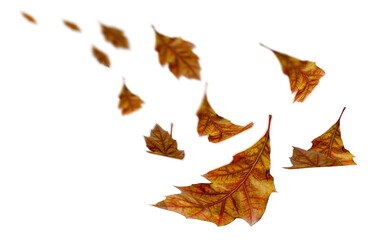 Wall Mural - falling autumn yellow leaves of oak tree isolated for background - 3d rendering