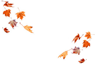 Wall Mural - leaf of plane tree isolated for background