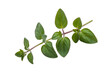© darshika - A sprig of fresh oregano with vibrant green leaves isolated on a transparent background. background removed