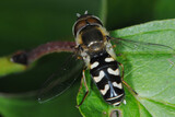  Späte Grossstirnschwebfliege, Scaeva pyrastri