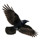 Majestic raven soars through the darkness with wings spread wide